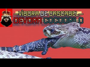 Angry Crocodile Gets Revenge on Rattlesnake!