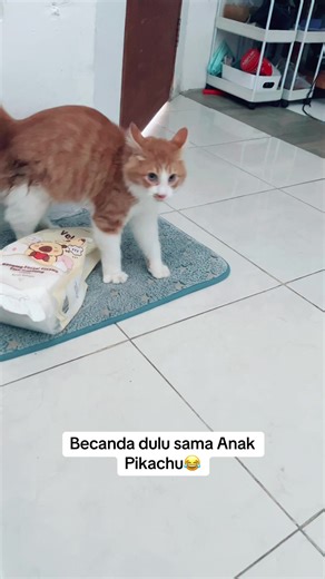 Bercanda Lucu dengan Anak Pikachu yang Imut