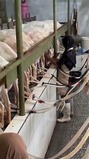 Amazing Goat Milking Machine 🐐 | Modern Farming Technology in Action