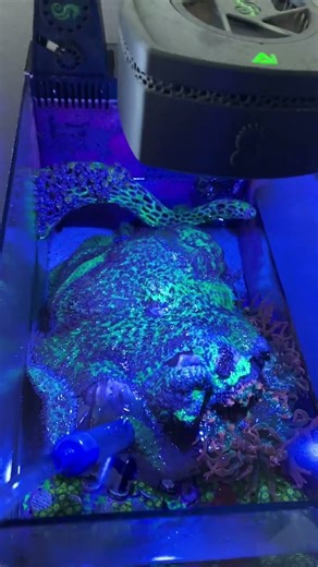 Fluval 13.5 water change