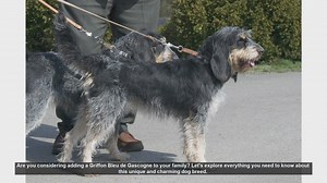 Griffon Bleu de Gascogne: The Ultimate Guide to This Unique Breed