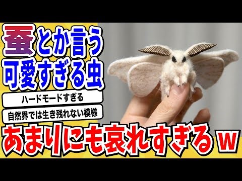 [2ch Animal Thread] Silkworms Fail to Emerge - A Traumatic Hell of Hell lol [Nanj/2chan Funny Thr...