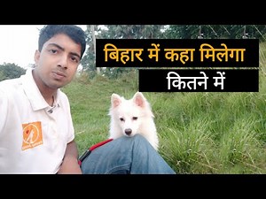 Pomeranian puppy and Indian spitz puppy in bihar : Genuine price.