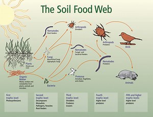 What is the Soil Food Web?
