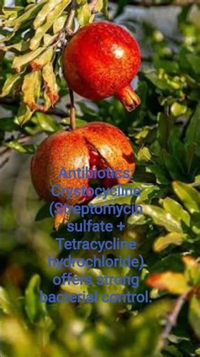Antibiotics: Crystocycline (Streptomycin sulfate + Tetracycline hydrochloride) bacterial control