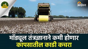 कॉटन मोड्यूल टेक्नॉलॉजी मुळे वाढेल कापसाचा दर्जा ! वेचणी, वाहतुक आणि साठवणूकी दरम्यान कापसात केरकचरा मिसळतो. अशा कापसाला योग्य भाव मिळत नाही याशिवाय अशा कापसावर प्रक्रिया करताना प्लॅस्टिकसह केस व इतर कचरा वेगळा करताना समस्या येतात. ही गोष्ट लक्षात घेऊन अमेरिकेसह प्रगत देशात वापरली जाणारी कॉटन मॉड्यूल टेक्नॉलॉजी भारतीय शेतकऱ्यांना लवकरच उपलब्ध करून दिली जाणार आहे. Garbage gets mixed with cotton during picking, transportation and storage. Apart from this cotton does not fetch a fair price, there a