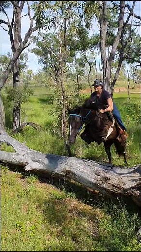 took @margotmartin21 3 goes to figure out it was a bad idea 🤣🤣 #fail #dontjumpinwesternsaddle #funny #whatshot #yfmp #crazyshit #shegotyeeted #yeet