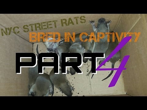 NYC STREET RATS - PART 4 [F1 Generation]