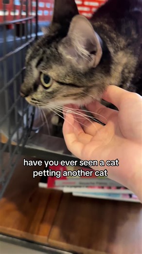 Can I Pet That Cat? Adorable Feline Interactions