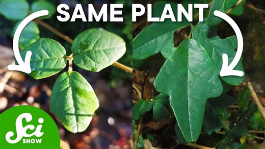 Can this plant actually see?