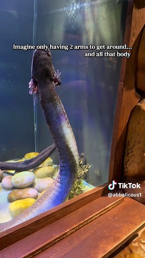 Exploring My Axolotl Tank with Two Arms
