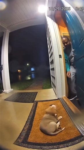 96K views · 2.5K reactions | Real Doorbell Footage You Can’t Watch Without Smiling 凉 #dog #animal #emotional #viral | Cleaners World | Facebook