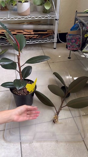 Potting Up Propagations: Ficus Burgundy