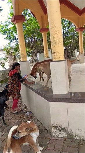 Cute dog #shortvideo #puppy #doglover#streetdog#dog