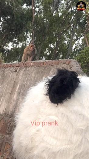 Panda monkey comedy😱 Vip prank