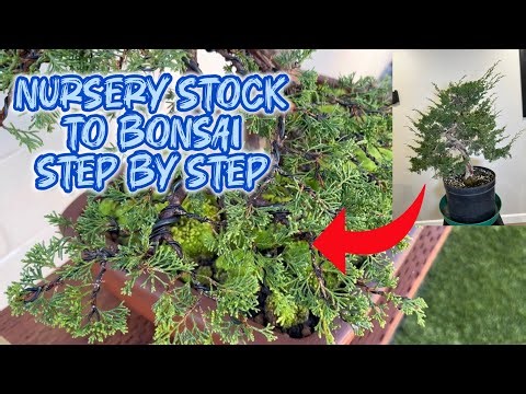 How To Turn NURSERY STOCK into a BONSAI MASTERPIECE