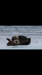 Alaskan Adventures And More on Reels