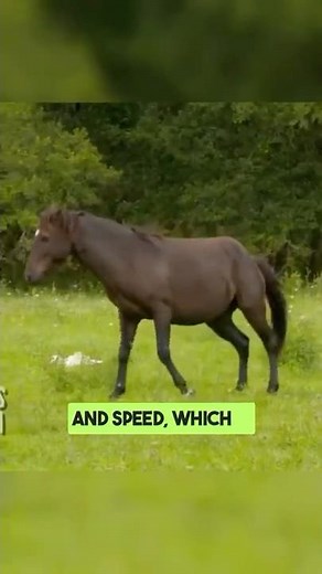 Cracker Horses in Florida