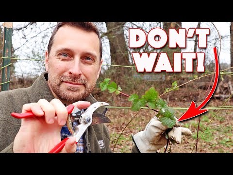 Prune Your Raspberries Now Or THIS Will Happen! Tutorial