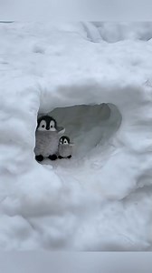 823K views · 40K reactions | Baby penguins like to hide... Let me feed you 殺 | Iccha Akhi - ইচ্ছা আঁখি | Facebook