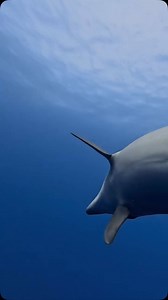 357 reactions · 24 shares | Just imagine the divers delight when this playful female dolphin swam over and made a connection!﫶冀 . .  @globetrottingbaes . . . #cetaceans #dolphins #bottlenosedolphins #underwaterphotography #diving #divinglife #frenchpolynesia #protectwhatyoulove | Champions for Cetaceans | Facebook