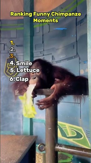 Funny Chimpanzee Moments