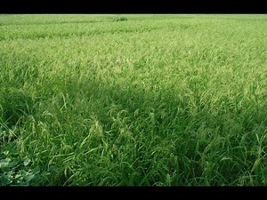 Video cánh đồng lúa - Đồng lúa quê hương