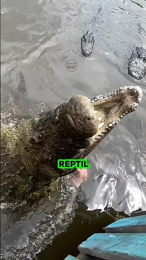 Henry, the World's Oldest Nile Crocodile | 120 Years Old and Still Alive