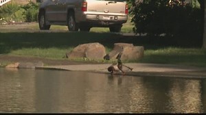 VERIFY: Is bread bad for ducks and geese?