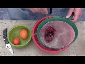 HOW TO GROW TREE TOMATOES