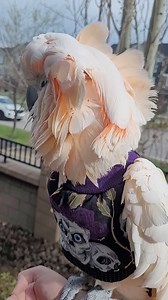 Processing Request… Bok Bok Bok Complete! | Max the Moluccan