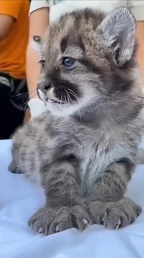 Rescued Baby Puma Finds a Loving Family #shortsvideo