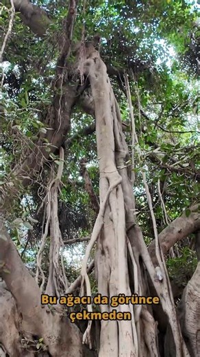 Mısır’ın Kalbinde Bir Doğa Harikası: 150 Yıllık Dev Banyan Ağacı! 🇪🇬🌳 #travel #gezilecekyerler