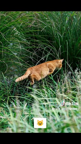 Exploring Cat Photography with Different Focal Lengths