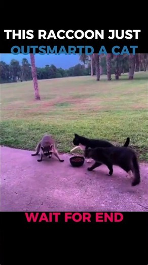 Raccoon vs Cats: Who Really Owns This Food Bowl? #trending #viral