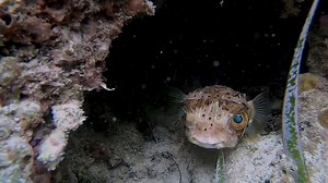 Confrontation with Cutty Diodon fish