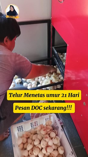 6.2K views · 1.2K reactions | Kami mnyediakan Bibit unggul Ayam Elba #peternakan #ayamkampung #ayamelba #Pakanayam #AyamKUB #DesainKandang #Kandangayam #kandang #DOC #AyamUlu #Bibit #pakanayam #pakan #ayampetelur #edukasi #motivasi #inspirasi #Reel #contencreatorBerikut #facebook | Eva Haryani | Facebook