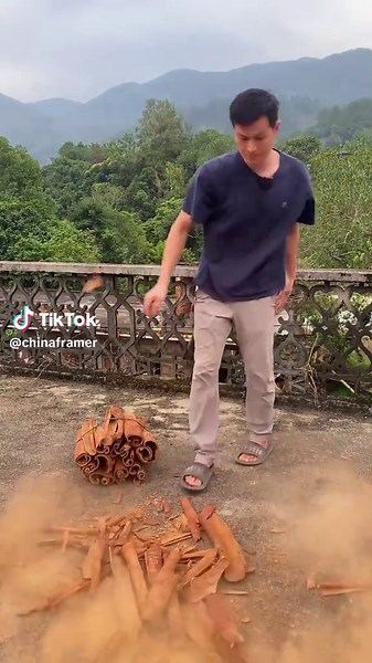 Watch How Cinnamon Sticks Are Made from Trees 🌳🍂 #cinnamon #tree #harvest #asmr