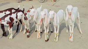 2.2K views · 81 reactions | 26 July 2025 New updates of Mundra Ship the goat of 2026 collection of Bakra Mandi Dera Ghazi Khan | Shazaib goat farm | Facebook