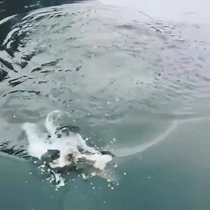 Slow-mo topwater bass strike! | Fishidy