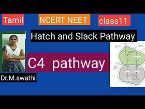 C4 Pathway hatch and Slack Pathway/photosynthesis in higher plants NCERT class11