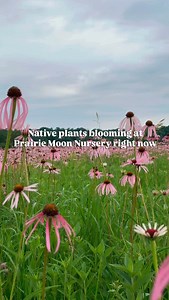 Have you ever smelled Milkweed flowers? (If you haven’t stop and smell the next one you see, it’s delightful ✨) | Prairie Moon Nursery