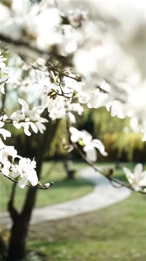 One branch. A thousand reasons to breathe 🌸