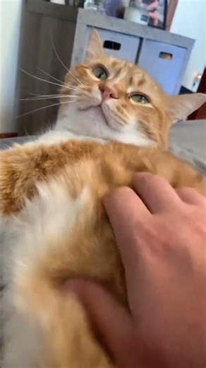 He was being all sweet and then BAM 💥 He do a B I T E #cooter #catsoftiktok #cat #funny #viral #fyp
