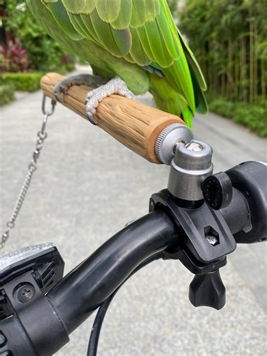 Handcrafted Wooden Bird Perches Mounted on Bicycle, Adjustable Parrot Stand - Etsy