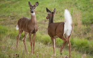 How Do Deer Communicate With Each Other?