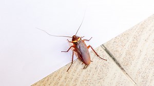 Bug guru shares secret to stopping a roach infestation