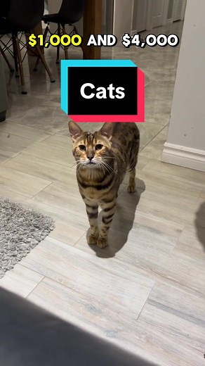 Top5expensive on TikTok