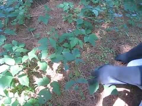 How to pull out Poison Ivy