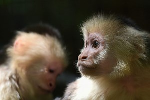 CDC reportedly ending monkey research, but where will the animals go?